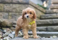 Liam, a male Cavapoo for sale in Baltic, OH – Photo 2 of 5