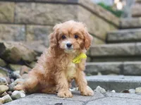Liam, a male Cavapoo for sale in Baltic, OH – Photo 4 of 5