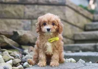 Liam, a male Cavapoo for sale in Baltic, OH – Photo 5 of 5