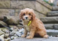Liam, a male Cavapoo for sale in Baltic, OH – Photo 1 of 5