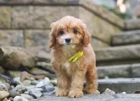 Liam, a male Cavapoo for sale in Baltic, OH – Photo 3 of 5