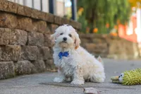 Koda, a male Maltipoo for sale in Baltic, OH – 4 of 10