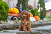 Clover, a female Cavapoo for sale in Baltic, OH – 1 of 10
