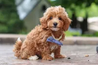 Leo, a male Maltipoo for sale in Baltic, OH – 9 of 10