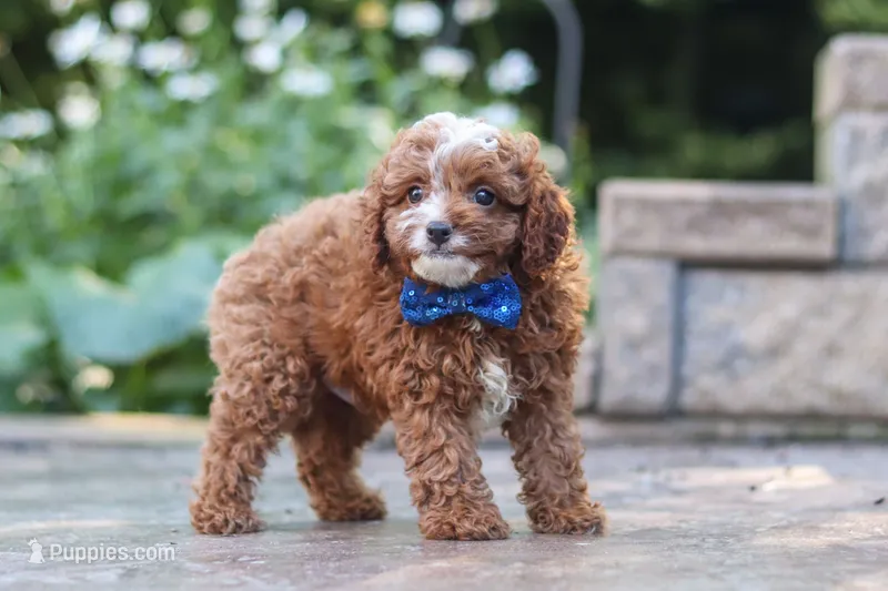 Chase – Cavapoo puppy for sale in Baltic, OH