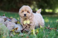 Milo, a male Maltipoo for sale in Baltic, OH – 4 of 5