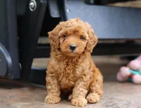 Jett, a male Poodle - Miniature  for sale in Baltic, OH – Photo 6 of 7