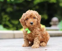 Jett, a male Poodle - Miniature  for sale in Baltic, OH – Photo 1 of 7