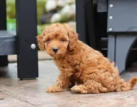 Jett, a male Poodle - Miniature  for sale in Baltic, OH – Photo 4 of 7