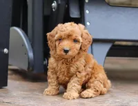 Jett, a male Poodle - Miniature  for sale in Baltic, OH – Photo 5 of 7