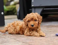 Jett, a male Poodle - Miniature  for sale in Baltic, OH – Photo 7 of 7