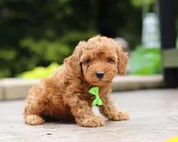 Jett, a male Poodle - Miniature  for sale in Baltic, OH – Photo 2 of 7