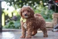Justin, a male Cavapoo for sale in Baltic, OH – 5 of 10