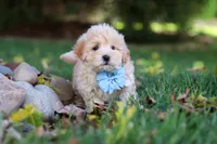 Buddy, a male Maltipoo for sale in Baltic, OH – 5 of 6