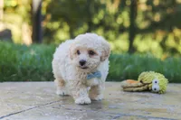 Finley, a male Maltipoo for sale in Baltic, OH – 2 of 10