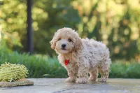 Archie, a male Maltipoo for sale in Baltic, OH – 4 of 10