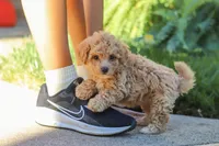 Posie, a female Maltipoo for sale in Baltic, OH – 8 of 10
