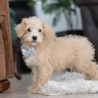 Bruno, a male Schnoodle for sale in Baltic, OH – Photo 5 of 10