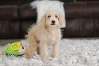Bruno, a male Schnoodle for sale in Baltic, OH – Photo 5 of 7