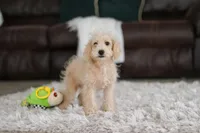 Bruno, a male Schnoodle for sale in Baltic, OH – Photo 7 of 7