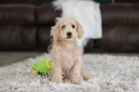 Bruno, a male Schnoodle for sale in Baltic, OH – Photo 4 of 7