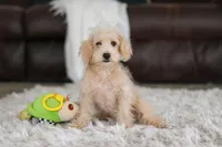 Bruno, a male Schnoodle for sale in Baltic, OH – Photo 1 of 7