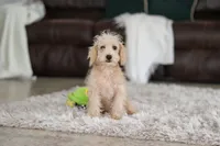 Bruno, a male Schnoodle for sale in Baltic, OH – Photo 6 of 7