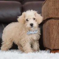 Bruno, a male Schnoodle for sale in Baltic, OH – Photo 3 of 10