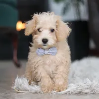 Bruno, a male Schnoodle for sale in Baltic, OH – Photo 6 of 10