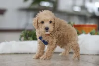 processed/33b2ff1b-6685-41c3-89f2-785806f5f65a/listing/c8bc3b74-ee1a-4474-a050-ee21d4915375/aca53093-c49a-4b8b-a172-17f0fdf0a417