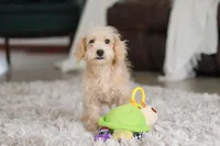 Bruno, a male Schnoodle for sale in Baltic, OH – Photo 2 of 7