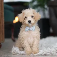 Bruno, a male Schnoodle for sale in Baltic, OH – Photo 1 of 10