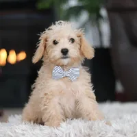 Bruno, a male Schnoodle for sale in Baltic, OH – Photo 10 of 10