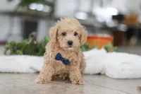 processed/33b2ff1b-6685-41c3-89f2-785806f5f65a/listing/c8bc3b74-ee1a-4474-a050-ee21d4915375/b20da20f-ff12-48e9-89b1-d66e4e95aaea