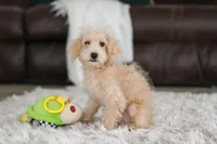 Bruno, a male Schnoodle for sale in Baltic, OH – Photo 3 of 7