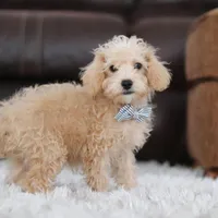 Bruno, a male Schnoodle for sale in Baltic, OH – Photo 4 of 10