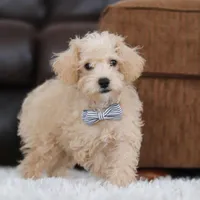Bruno, a male Schnoodle for sale in Baltic, OH – Photo 2 of 10