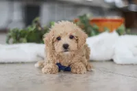 processed/33b2ff1b-6685-41c3-89f2-785806f5f65a/listing/c8bc3b74-ee1a-4474-a050-ee21d4915375/d5877339-f7e8-4629-8750-3c58d68723da