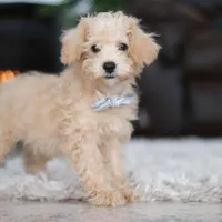Bruno, a male Schnoodle for sale in Baltic, OH – Photo 7 of 10