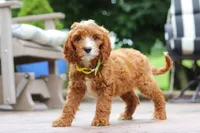 Bean, a male Cavapoo for sale in Baltic, OH – Photo 3 of 5