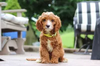 Bean, a male Cavapoo for sale in Baltic, OH – Photo 1 of 5