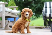 Bean, a male Cavapoo for sale in Baltic, OH – Photo 5 of 5