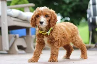 Bean, a male Cavapoo for sale in Baltic, OH – Photo 4 of 5