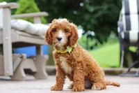 Bean, a male Cavapoo for sale in Baltic, OH – Photo 2 of 5