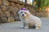 Ember, a female Maltipoo for sale in Baltic, OH – 4 of 6