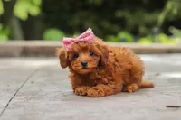 Posie, a female Maltipoo for sale in Baltic, OH – 3 of 6