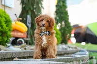 Justin, a male Cavapoo for sale in Baltic, OH – 5 of 8