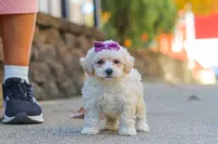 Ember, a female Maltipoo for sale in Baltic, OH – 5 of 6