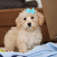 Piper, a female Schnoodle for sale in Baltic, OH – Photo 2 of 10