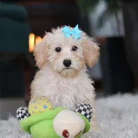 Piper, a female Schnoodle for sale in Baltic, OH – Photo 1 of 10